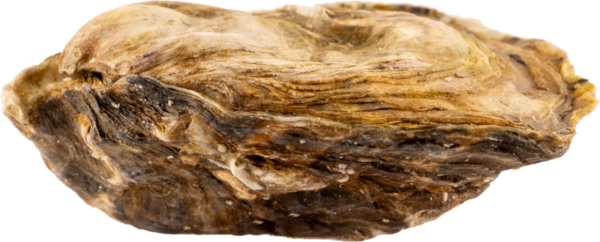 Fines de Claires BIO<br>Marennes Oléron nº 2 – Image 3