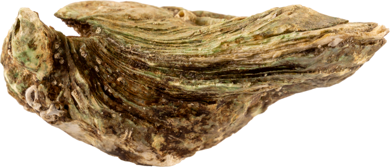 Ostra Fine de Claire Label Rouge vista Frontal-2